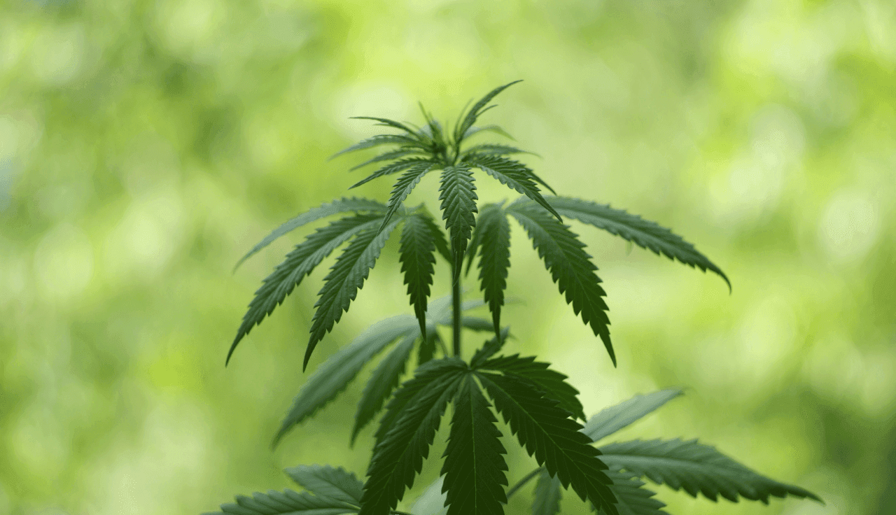 grüne Cannabis Pflanze